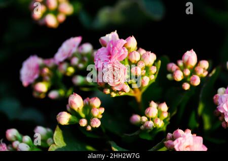 Kalanchoe blossfeldiana Poelln, Kalanchoe blossfeldiana oder Flaming Katy oder Kalanchoe oder CRASSULACEAE Pflanze Stockfoto