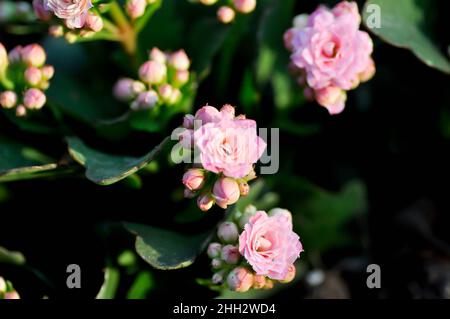 Kalanchoe blossfeldiana Poelln, Kalanchoe blossfeldiana oder Flaming Katy oder Kalanchoe oder CRASSULACEAE Pflanze Stockfoto