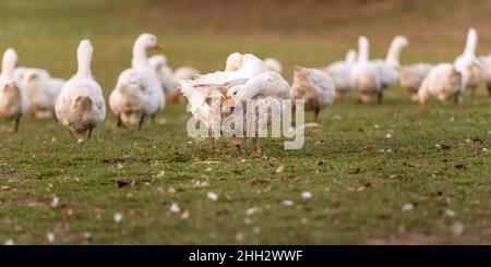 Vielen weißen Mast Gänse auf der Wiese Stockfoto