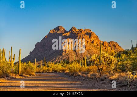 Ragged Top Mountain, saguaro Forest, bei Sonnenuntergang, Silverbell Road, Silver Bell Mountains, Ironwood Forest National Monument, Arizona, USA Stockfoto