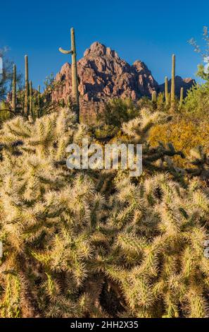 Ragged Top Mountain, Teddybären-Chollas, saguaro Forest, Silver Bell Mountains, Ironwood Forest National Monument, Arizona, USA Stockfoto