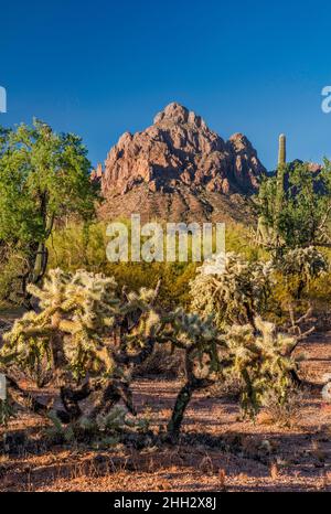 Ragged Top Mountain, Teddybären-Chollas, saguaro Forest, Silver Bell Mountains, Ironwood Forest National Monument, Arizona, USA Stockfoto