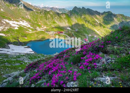 Wunderschöne sommerliche Naturlandschaft, frische, farbenfrohe Rhododendronblüten an den Berghängen und Balea See im Hintergrund, Fagaras Berge, ca. Stockfoto