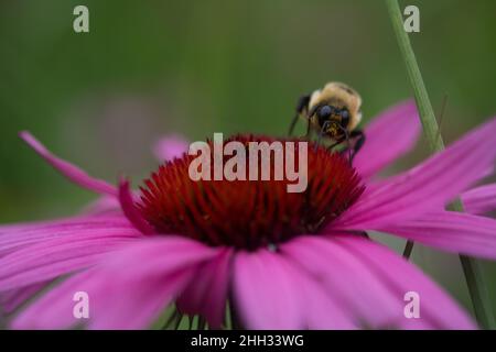 Biene auf purpurner Blütenblume in einem Garten Stockfoto