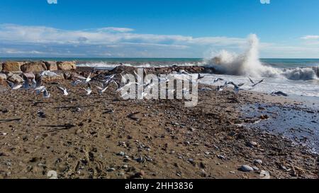 Schar von Möwen in der Küste neben einer Wasserpause, während die Wellen plantschen Stockfoto