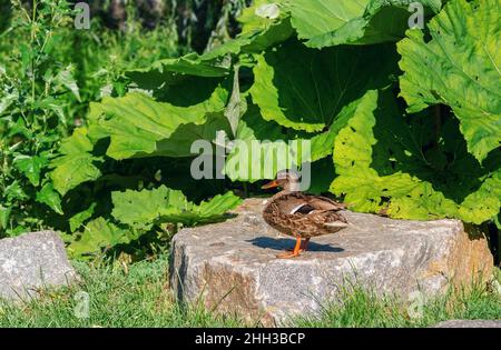 Braune Stockente, die auf einem Felsen in einem Park steht. Wilder Vogel. Stockfoto