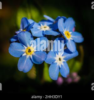 Eine wunderbare Nahaufnahme von Vergissmeinnicht-Blumen Stockfoto