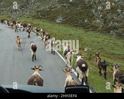 Ziegen auf dem Weg nach Lagos de Covadonga in Asturien, Spanien, Europa Stockfoto