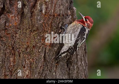 Hybrid Red-naped x Red-breasted Sapsucker (Sphyrapius nuchalis x ruber) Sacramento County California USA Stockfoto