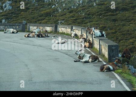 Ziegen auf dem Weg nach Lagos de Covadonga in Asturien, Spanien, Europa Stockfoto