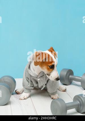 Trauriger Welpe mit Sportausrüstung. Sport, Fitness, Bodybuilding Konzept. Stockfoto