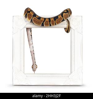 Baby Ballpython oder Python Regius Schlange, isoliert auf weißem Hintergrund. Erstaunliche fast goldene Farben und schönes Muster. Hängen Sie sich über weißen leeren p Stockfoto