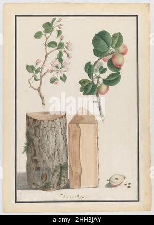 Studien zu Stamm, Blüten und Früchten eines wilden Apfelbaums (Malus sylvestris) 1788 Ludwig Pfleger Deutsch Diese Zeichnung ist Teil einer Gruppe von vier Studien über Holzarten, die Frau Wrigdsman dem Museum schenkte. Sie wurden von Ludwig Pfleger (1720-1793) geschaffen, der sich auf Stillleben und Naturstudien spezialisiert zu haben scheint. Über seine Ausbildung und seine frühe Karriere ist sehr wenig bekannt. Ludwigs Vater, Franz Pfleger (? -1737), war bei Sybilla Augusta, der Gräfin von Baden-Baden, als künstlerische Leiterin von Schloss Favorite in Rastatt angestellt. In dieser Funktion entwarf er unter anderem die Stockfoto