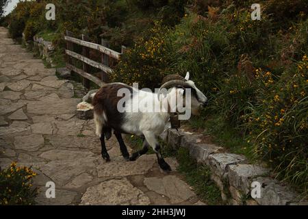 Ziege in Lagos de Covadonga in Asturien, Spanien, Europa Stockfoto