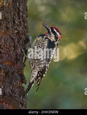Rotnapter Sapsucker (Sphyrapicus nuchalis) Sacramento County California USA Stockfoto
