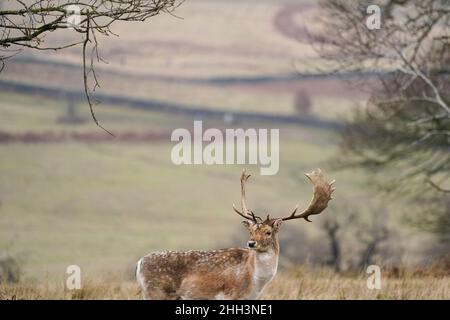 Damwild im Bradgate Park in Leicester an einem kalten und bewölkten Morgen. Bilddatum: Sonntag, 23. Januar 2022. Stockfoto