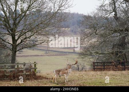 Damwild im Bradgate Park in Leicester an einem kalten und bewölkten Morgen. Bilddatum: Sonntag, 23. Januar 2022. Stockfoto