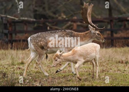 Damwild im Bradgate Park in Leicester an einem kalten und bewölkten Morgen. Bilddatum: Sonntag, 23. Januar 2022. Stockfoto