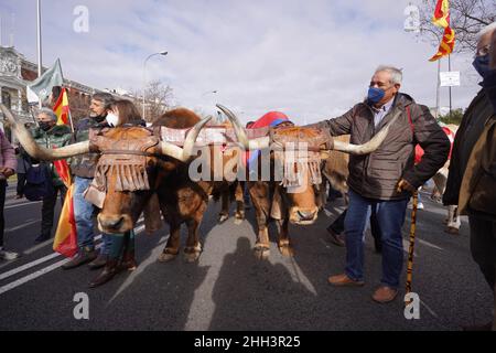 Madrid, Spanien. 23rd Januar 2022. Demonstration von Bauern und Viehzüchtern in Madrid, Sonntag, 23. Januar 2022 Credit: CORDON PRESS/Alamy Live News Stockfoto