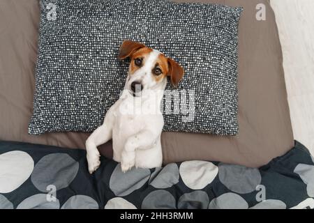 Jack russell Terrier Hund schläft auf einem Bett in einem Schlafzimmer. Stockfoto