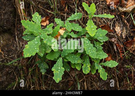 Junge Eiche mit Regentropfen auf dem Fervenza de Ferveda Trail in der Nähe von Escuadro, Kastilien und Leon, Spanien, Europa Stockfoto