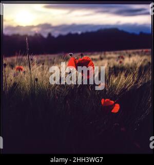 Roter Mohn, hintergrundbeleuchtet, aufgenommen auf Fujichrome VELVIA 50 Film mit einer Hasselblad 500 cm Kamera. Stockfoto