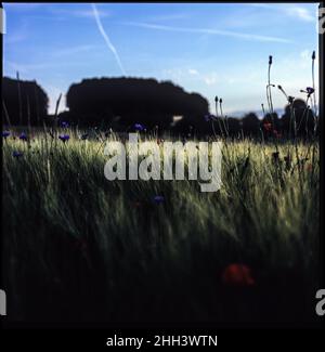 Mais-Feld Stockfoto