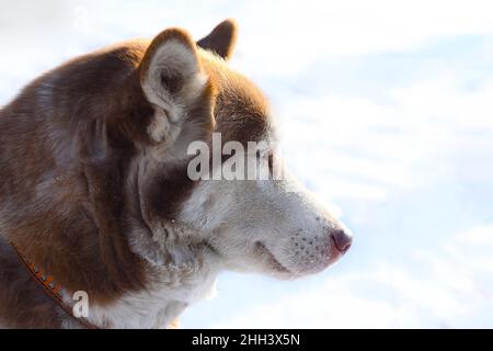 Junger sibirischer Husky mit anderen Augen, die wegschauen Stockfoto