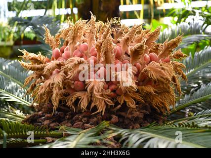 Blüten von hängenden Cycaden aus nächster Nähe Stockfoto