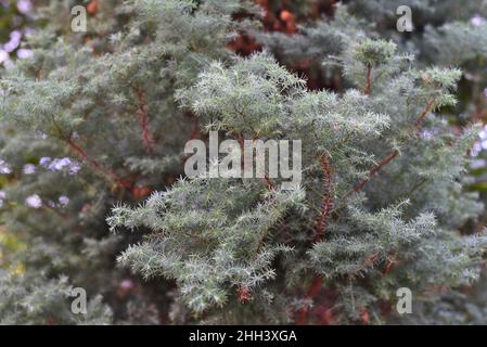 Chamaecyparis pisifera squarrosa wächst in Japan aus nächster Nähe Stockfoto