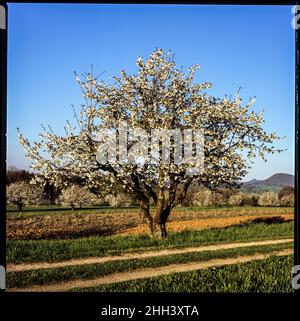 Kirschblüte - Filmfotografie Stockfoto