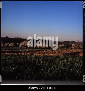 Kirschblüte - Filmfotografie Stockfoto