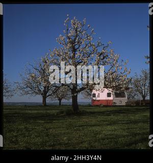 Kirschblüte - Filmfotografie Stockfoto