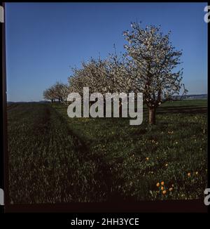 Kirschblüte - Filmfotografie Stockfoto