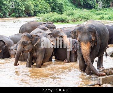 Elefanten baden am Maha Oya River in Pinnawala, Sri Lanka Stockfoto