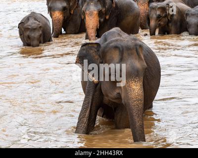 Elefanten baden am Maha Oya River in Pinnawala, Sri Lanka Stockfoto