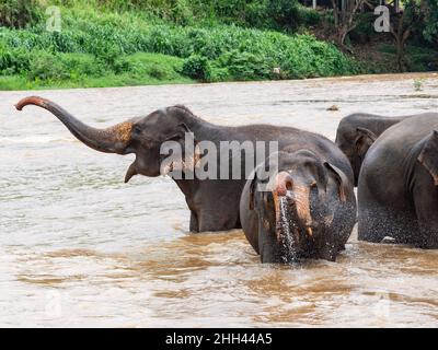 Elefanten baden am Maha Oya River in Pinnawala, Sri Lanka Stockfoto