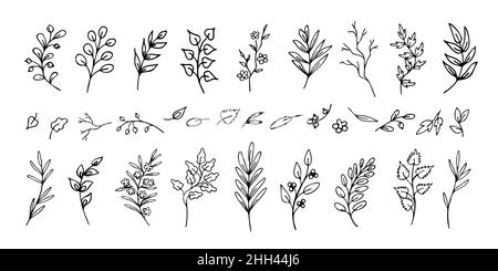 Set von Hand gezeichneten schwarzen und weißen Blättern und Zweigen, Äste. Sammlung von Trennwänden oder Vignetten Stock Vektor