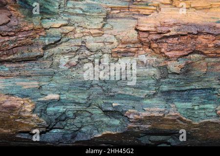 Grüne Färbung der Fäulnis Holz verbunden mit Grün Elfcup Pilze Chlorociboria aeruginascens Stockfoto