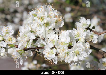 Schlehdorn Prunus spinosa Blossom, Eastham Country Park, Wirral, Großbritannien Stockfoto