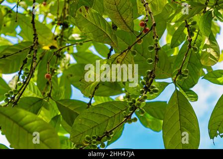 Grüne Kaffeebeeren auf einem Zweig. Robusta- und arabica-Kaffeebeeren auf Sansibar, Tansania Stockfoto