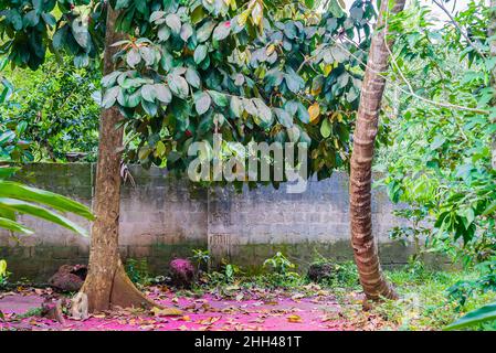 Malaiischer Rosenapfelbaum und Boden mit seinen Blumen bedeckt. Syzygium malaccense. Sansibar, Tansania Stockfoto