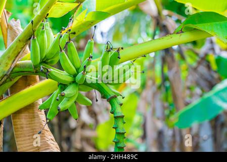 Grenn Bananen auf einer Palme. Anbau von Früchten auf Sansibar. Junge unreife Banane mit Palmenblättern in geringer Schärfentiefe. Nahaufnahme. Stockfoto