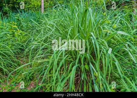 Zitronengrasbusch, Cymbopogon, wächst auf einer Farm in Sansibar, Tansania Stockfoto