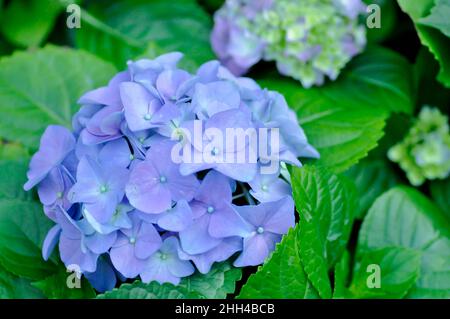 Hortensien Blumen , Hortensien oder Makrophylla oder Hortensiaceae Blume Stockfoto