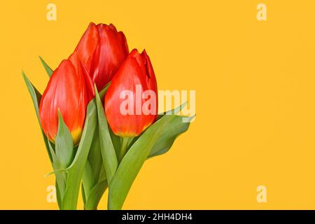 Blühende rote Tulpenblüten auf der Seite des leuchtend gelben Hintergrunds mit Kopierraum Stockfoto