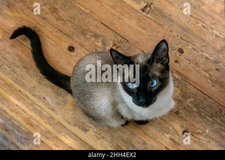 Nahaufnahme des Portraits der Siamkatze mit blauen Augen, die nach oben schauen, während sie auf dem Holzboden sitzt. High-Angle-Aufnahme Stockfoto