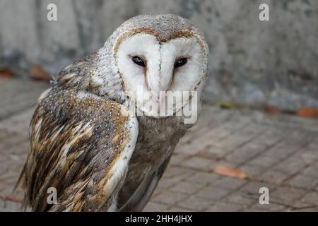 Eulen sind Vögel der Ordnung Strigiformes, Arten von meist einsamen und nachtaktiven Raubvögeln, die durch eine aufrechte Haltung, einen breiten Kopf, typisch sind. Stockfoto