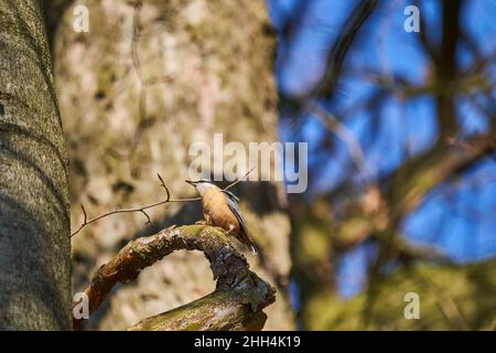 Der eurasische Nuthatch oder Holznuthatch, Sitta europae, ist ein kleiner Singvögel Kurzschwanzvögel mit einem langen Schnabel, blaugrauen Oberteilen und einem schwarzen Stockfoto