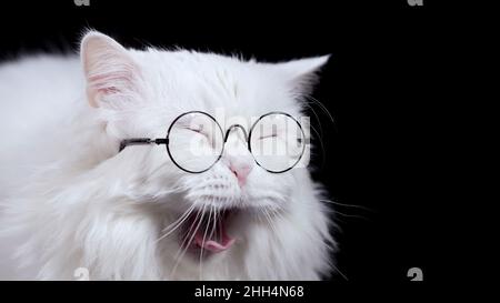 Flauschige weiße Katze in Brille müde, müde Kitty Gähnen, die auf schwarzem Hintergrund sitzen. Sehr langweilig, uninteressant. Schottisches Hochland gerade Stockfoto